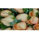 18pcs Orange Color Roses Bouquet